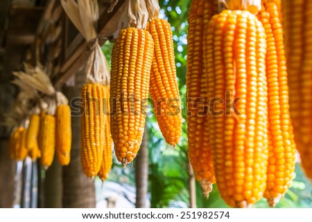 Cob corns hanged under the house eaves