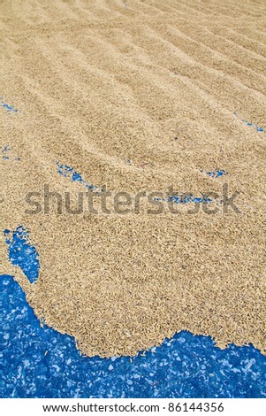Paddy husk drying on blue net to reduce humidity