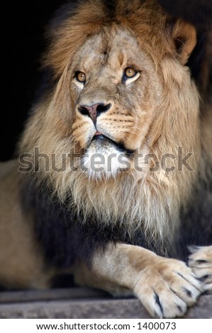 Male lion in a relaxing pose