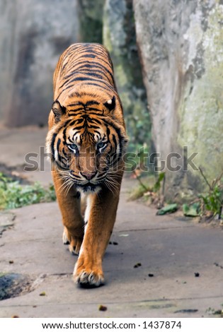 Beautiful tiger walking towards the camera