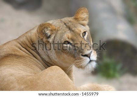 Lion turned around and looked directly at the camera