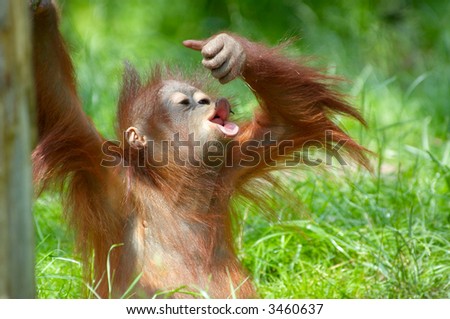 cute baby orangutan playing on the grass