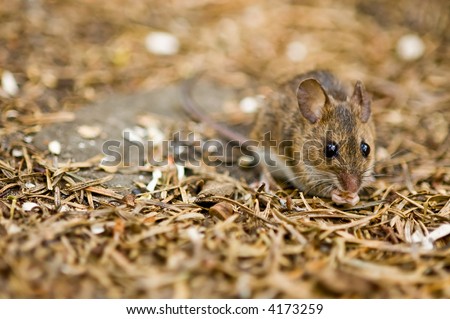a cute  mouse on the forest floor