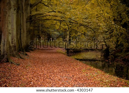 autumn colors in the forest