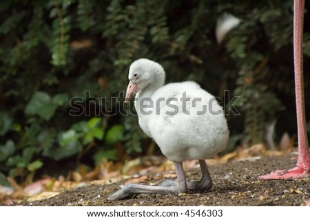 cute baby flamingo with mothers leg to the right