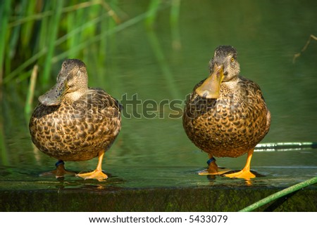 funny picture of two ducks enjoying the sunlight
