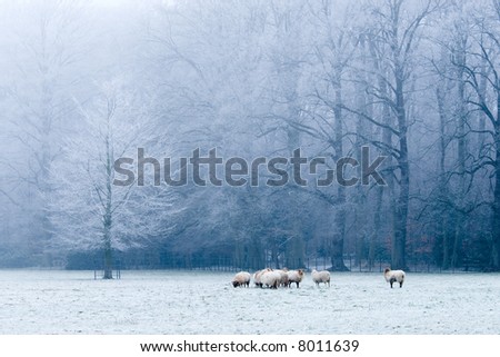 beautiful winter landscape scene with frozen trees and sheep