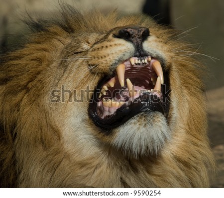 beautiful male lion showing its teeth