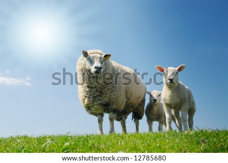 curious lambs and mother sheep looking at the camera in spring