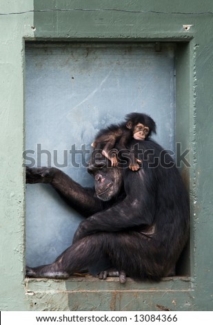 cute baby chimpanzee with mother (Pan troglodytes)
