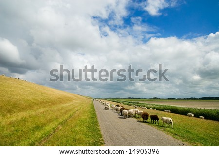 lots of sheep on the road in Friesland, The Netherlands