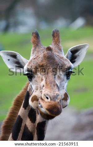 cute giraffe looking funny at the camera