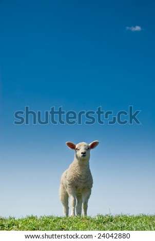 cute lambs in spring