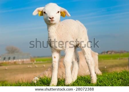 cute lamb in spring, The Netherlands