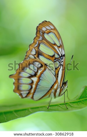 Scarce bamboo page  butterfly (Philaethria didoclose) on a leaf