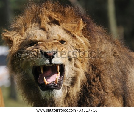 Angry lion Images - Search Images on Everypixel