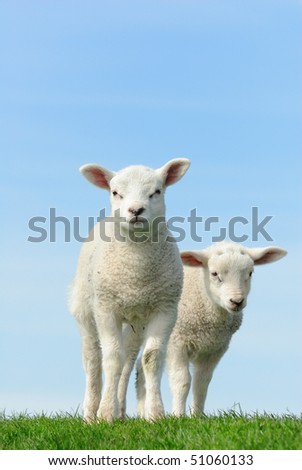 Cute lambs in spring, Friesland The Netherlands