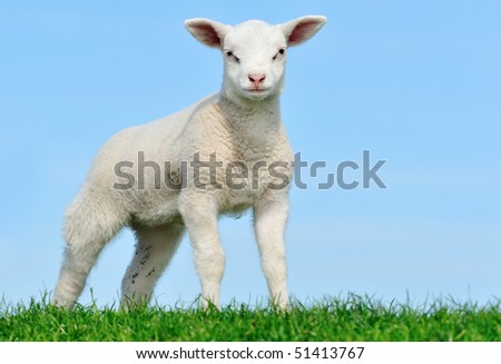 Cute lamb in spring, Friesland The Netherlands