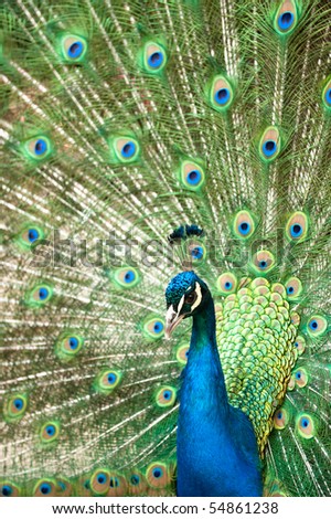 Beautiful male peacock with colorful tail fully open