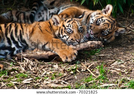 Two cute  sumatran tiger cubs playing on the forest floor