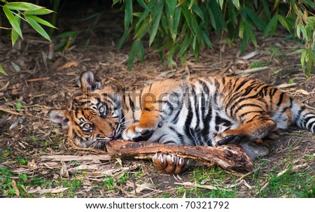 Cute sumatran tiger cub playing on the forest floor