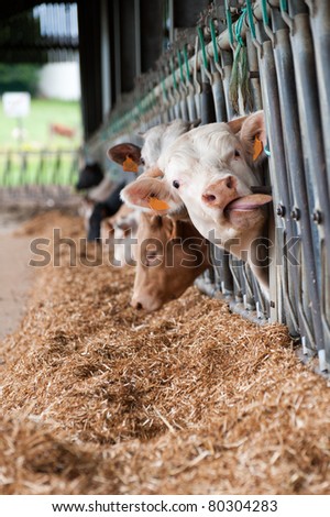 Cows on the farm eating through the fence