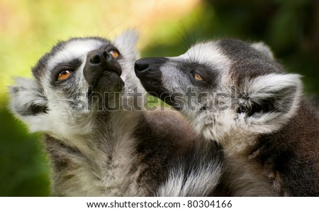 portrait of two ring tailed lemurs (Lemur catta)