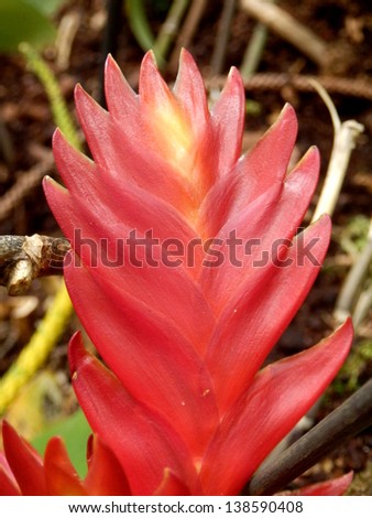 Close up of vibrant red and yellow ginger plant
