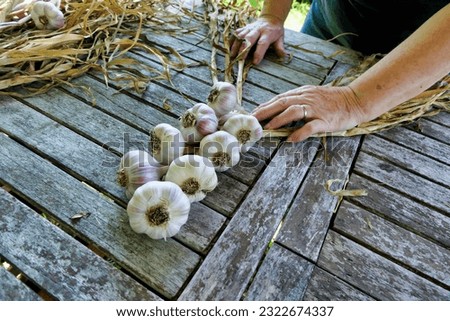 Home grown garlic being plaited after drying in the sun
 Stock foto © 