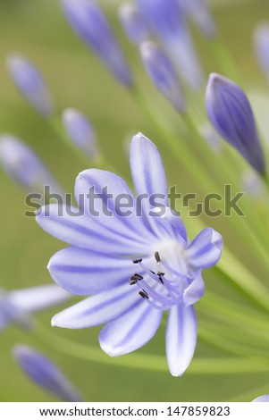African blue lily (agapanthos africanus) with shallow DOF