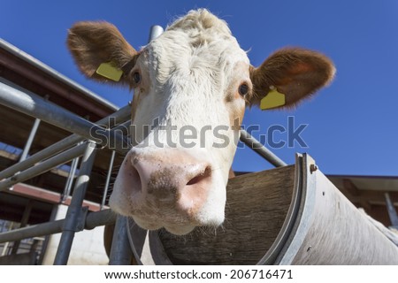 Cow portrait against blue sky, Bavaria, Germany