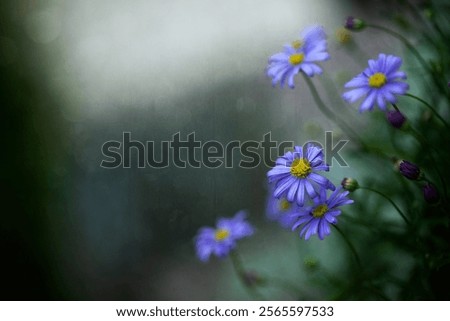 Similar – Image, Stock Photo Blue daisy, Brachyscome multifida from Australia