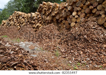 A pile of wood logs ready for transport