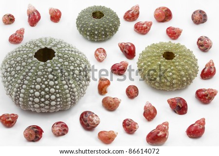 Three sea urchin shells surrounded by tiny sea snails, isolated