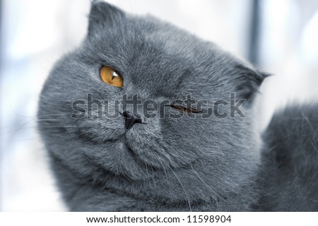 scotitish fold grey cat