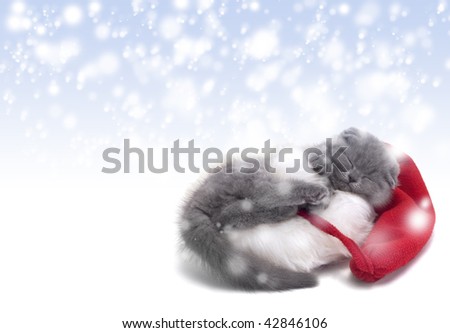 christmas scottish fold kitty laying in Santa hat with snow background