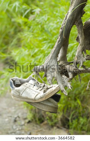 Old shoes hang on some roots