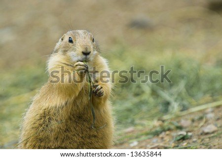 Adult Prairie Dog has a Snack