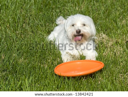 Cute dog with frisbee