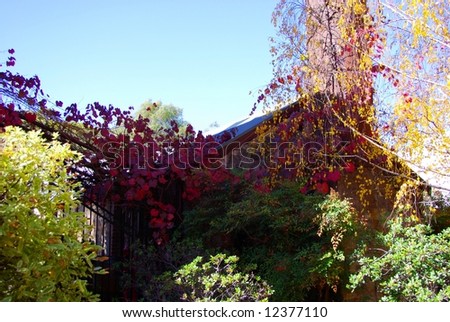 Photograph featuring colourful autumn trees at Leasingham Estate Wines in the Clare Valley Wine Region of South Australia.