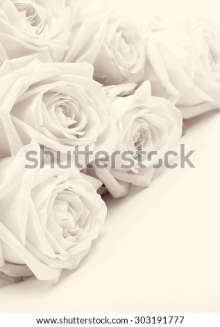 Beautiful white roses toned in sepia can use as wedding background. Soft focus. Retro style
