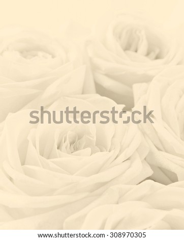 Beautiful toned white roses toned can use as wedding background. Soft focus.