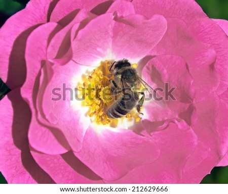 Bee in the heart of a rose, a photo macro flower and insect