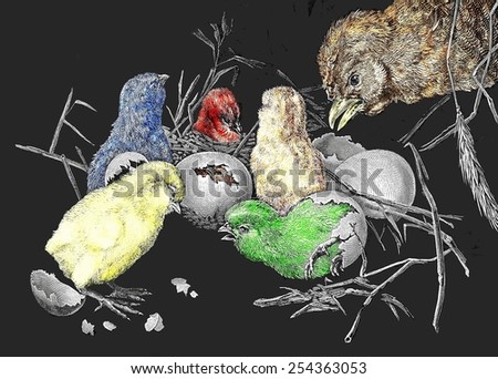 The hatching of the small chicks. The surprise of the mother in front of her small colored chicks.