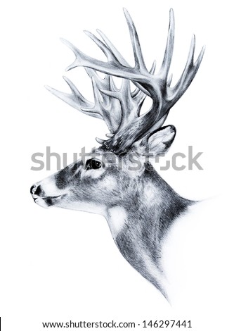 Big White Tail Deer Head Antler Trophy Hand Drawn Sketch Isolated On ...