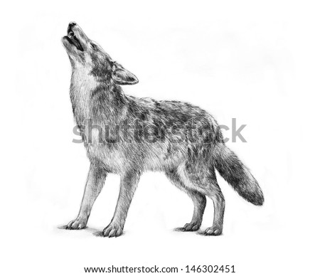 Large Gray Timber Wolf Drawing Illustration, Howling Gray Wolf ...