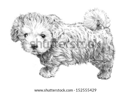 Black And White Hand Drawn Puppy Dog Picture, Adorable Puppy Dog Sketch ...