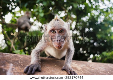 monkey macaque siting on the stone close up. Monkey temple in Bali