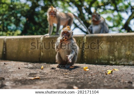 three monkeys macaque eating banana siting on the ground. Monkey temple in Bali