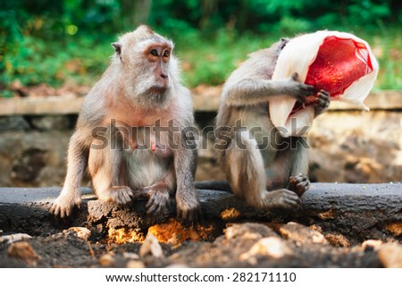 two monkeys ma?aque couple siting on the ground. one of monkey covered his face. Monkey temple in Bali